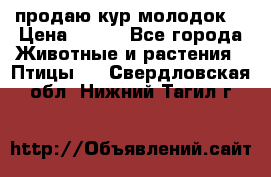 продаю кур молодок. › Цена ­ 320 - Все города Животные и растения » Птицы   . Свердловская обл.,Нижний Тагил г.